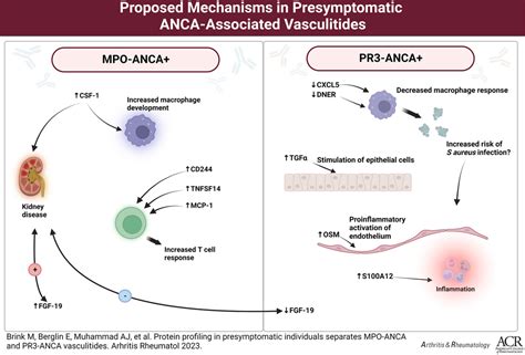 ANCA