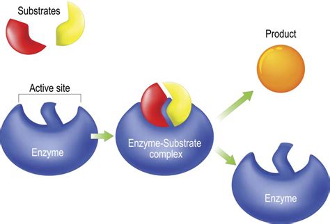 Enzyme