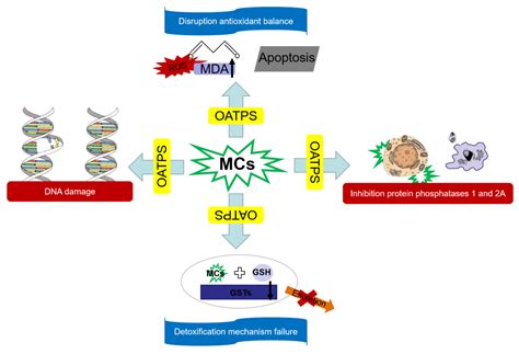 Microcystins