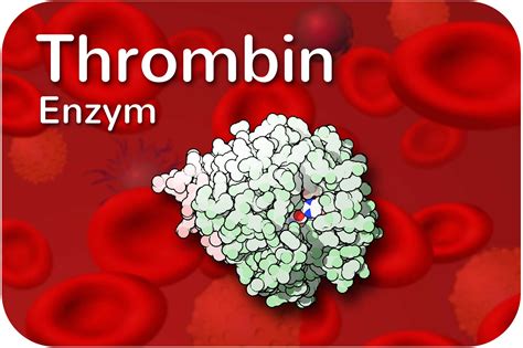 Thrombin